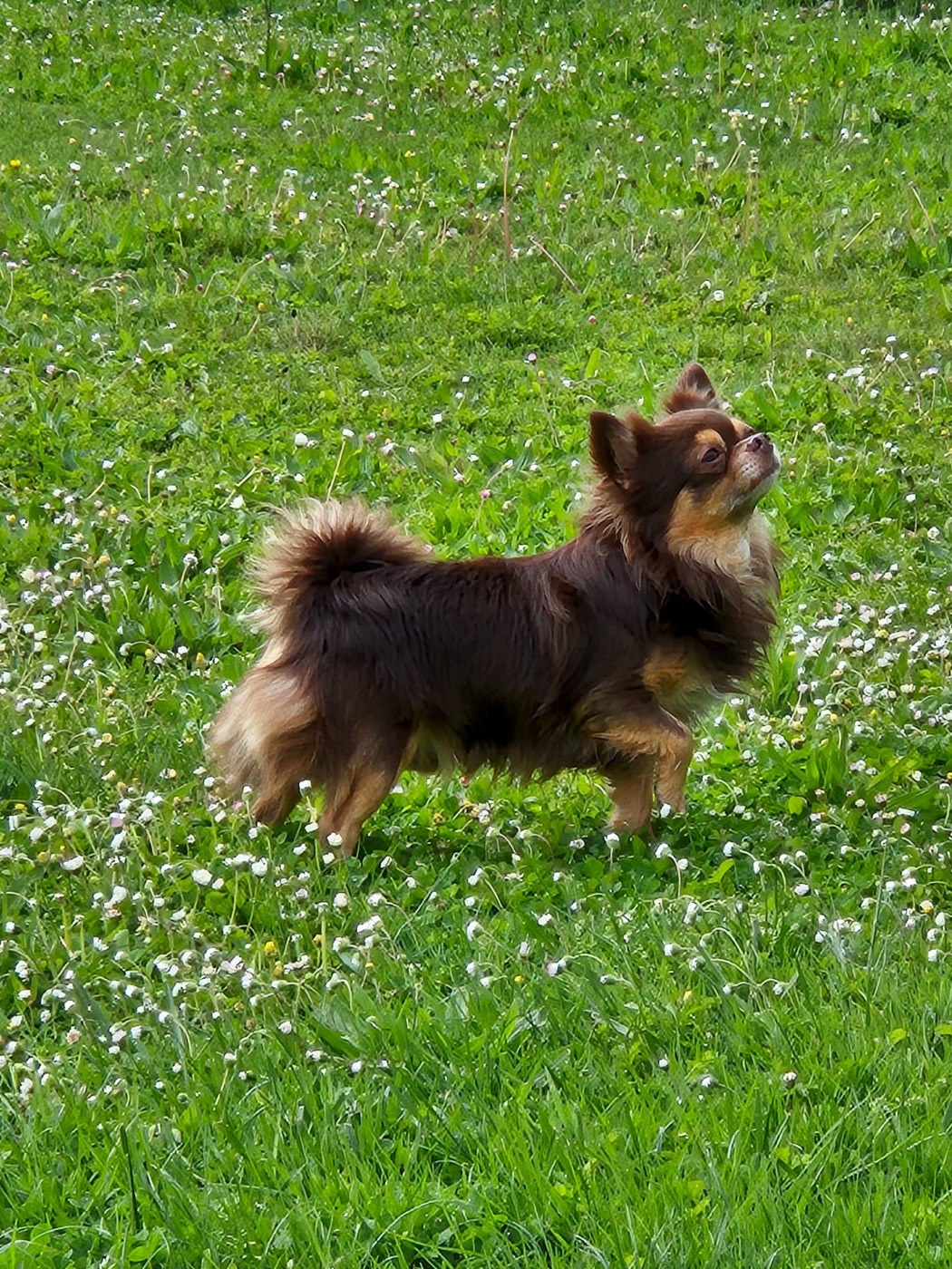 Réglisse (Sans Affixe)