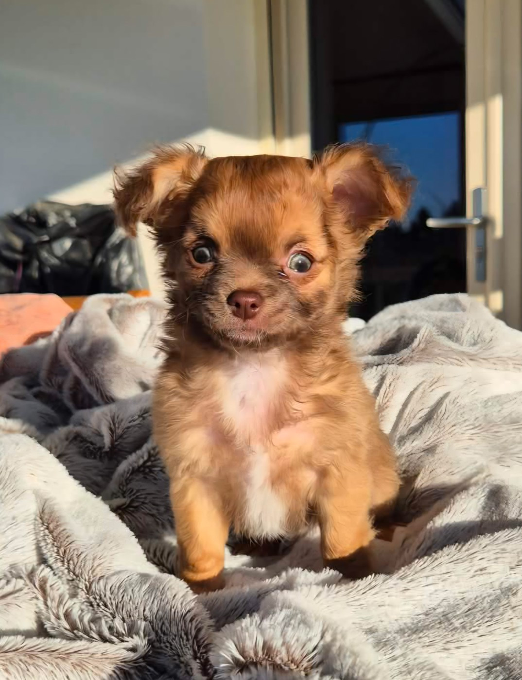 Des Merveilles D'Hawaï - Chiots disponibles - Chihuahua