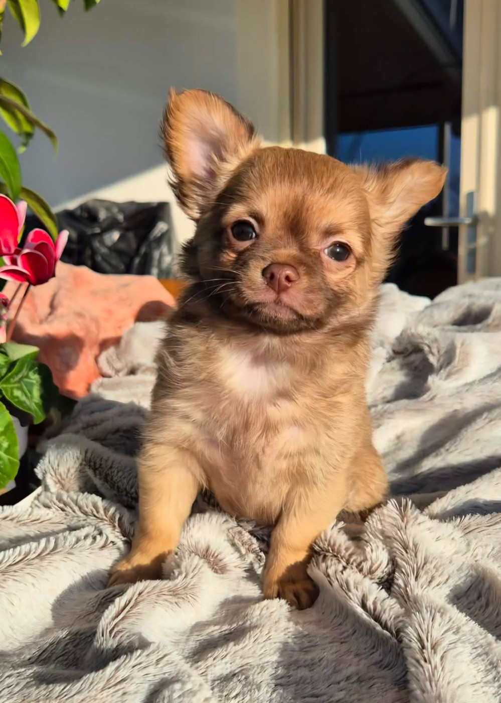 Des Merveilles D'Hawaï - Chiots disponibles - Chihuahua