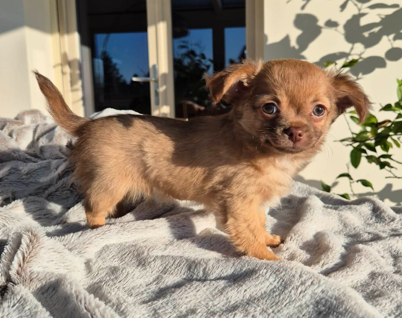 Des Merveilles D'Hawaï - Chiots disponibles - Chihuahua